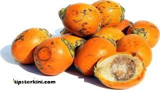 11 Khasiat Buah Pinang Bagi Kesehatan dan Kecantikan