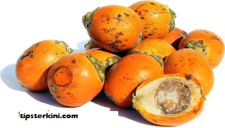 11 Khasiat Buah Pinang Bagi Kesehatan dan Kecantikan
