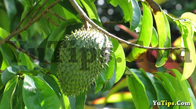 11 Manfaat Daun Sirsak Utamanya Untuk Tekanan Darah Tinggi