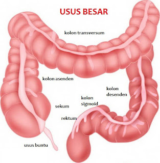 Penyakit Sistem Pencernaan